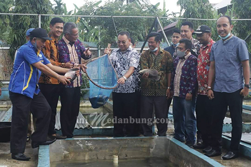 Walikota Binjai Panen Ikan Lele dan Gurami