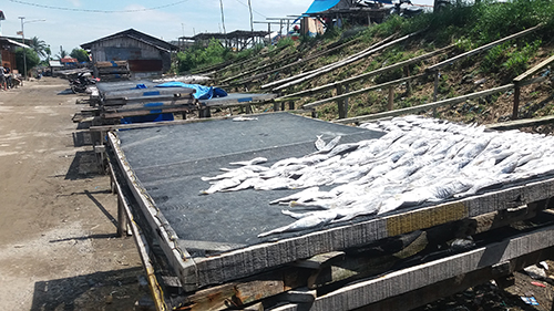 Akibat Cuaca Exstrim Ikan Asin Langka