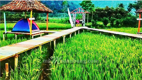 Wisata Sawah Tidur Pamah Simelir Destinasi Wisata Baru di Langkat