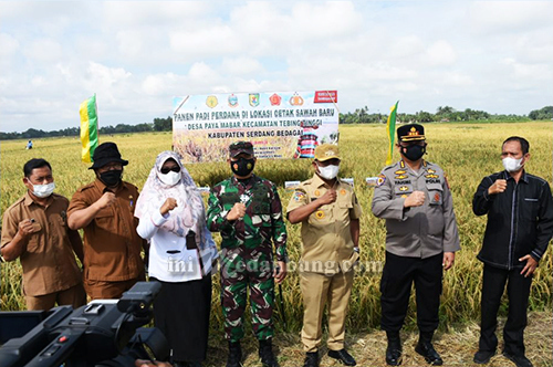 Pemkab Sergai Gelar Panen Perdana Program Cetak Sawah Baru