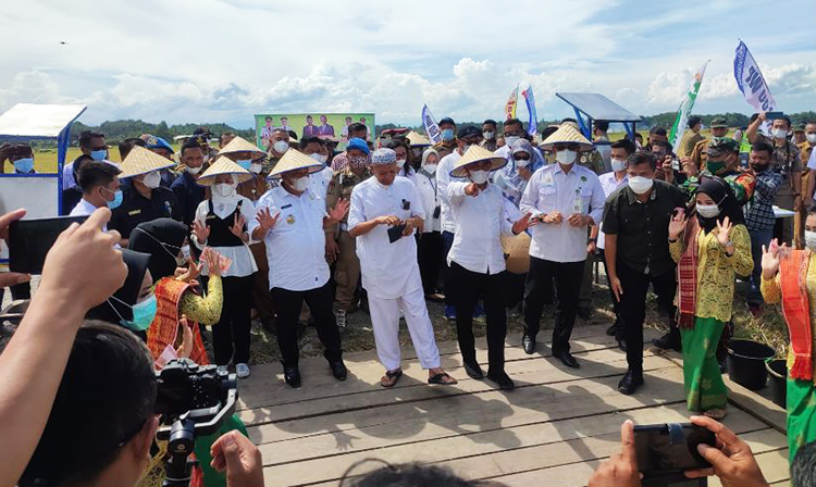 Tingkatkan Kesejahteraan Petani, Bupati Langkat Panen Raya Bersama Gubsu