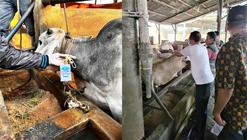61 Ekor Sapi Berlabel “Sehat” Siap Disebar ke-17 Kecamatan se-Sergai