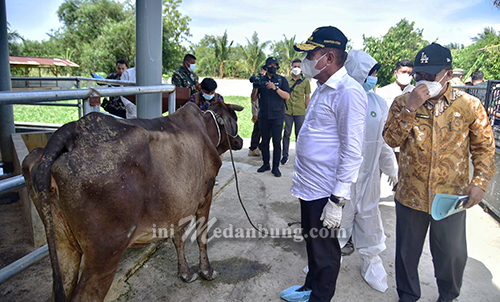 8.000 Hewan Ternak Sumut Sembuh, Edy Rahmayadi Salurkan Lagi 10 Ribu Vaksin PMK Serentak di Sumut