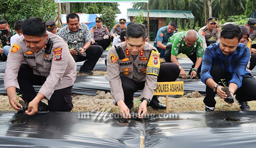 Kapolres Asahan Bersama Forkopimda Tanam Cabai di Polsek Kota Kisaran