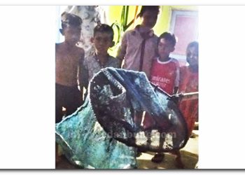 Seratusan Warga Komplek TKBM Resah, Ular Berbisa Mengancam