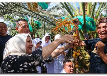Dikunjungi Wisatawan Asing, Pohon Kurma di Karo Berikan Dampak Ekonomi untuk Sumut