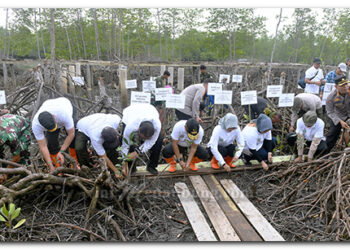 Pulihkan Hutan Mangrove, Pemprov Sumut Tanam 10 Ribu Bibit Mangrove