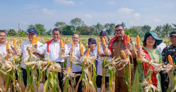 Panen 8 Ton Jagung Bersama Bobby, Mentan: Semoga Hentikan Impor