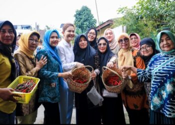 Bersama Kelompok Tani, Kahiyang Ayu Panen Cabai Merah