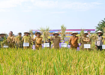 Panen Padi di Deliserdang, Pj Gubernur Pastikan Stok Beras Sumut Aman 
