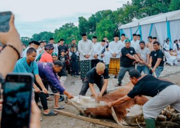 Pemko Medan Sembelih 212 Ekor Hewan Kurban