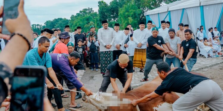 Pemko Medan Sembelih 212 Ekor Hewan Kurban