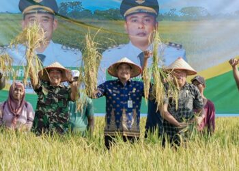 Panen Raya Padi di Persawahan Mabar Hilir, Bobby Nasution Ingin Sektor Pertanian Berkembang