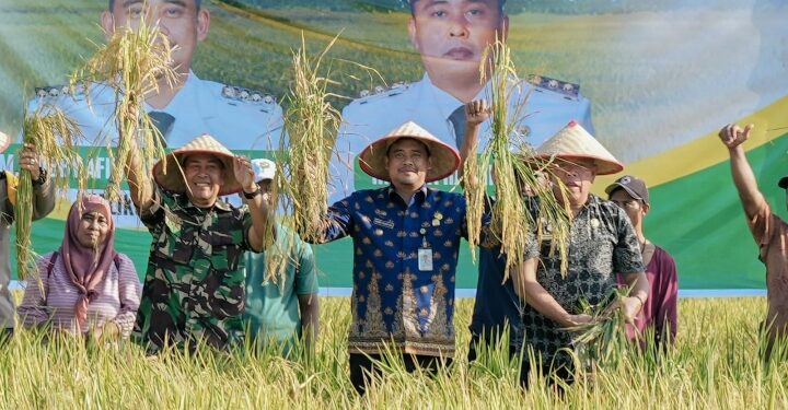 Panen Raya Padi di Persawahan Mabar Hilir, Bobby Nasution Ingin Sektor Pertanian Berkembang
