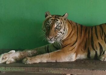 Magical Forest Dhuna Glow, Bobby Nasution Soft Launching Hutan Bercahaya di Medan Zoo