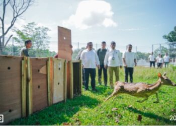 Satwa Unik Taman Cadika Bertambah, Pj Sekda Lepas 15 Ekor Rusa Totol Asal Istana Kepresidenan Bogor