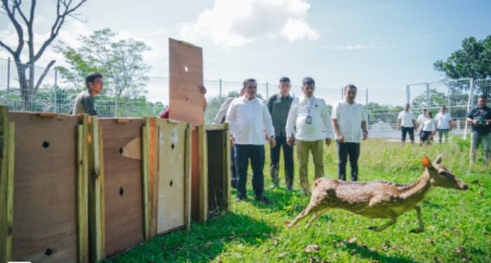 Satwa Unik Taman Cadika Bertambah, Pj Sekda Lepas 15 Ekor Rusa Totol Asal Istana Kepresidenan Bogor