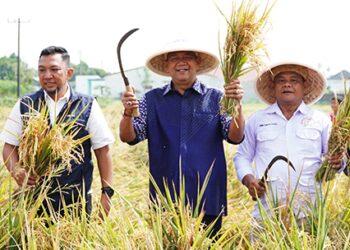 Syah Afandin Gerak Cepat Dukung Ketahanan Pangan Presiden Lewat Panen Padi Organik