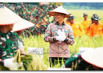 Pemkab Langkat Dukung TNI Perkuat Ketahanan Pangan Lewat Panen Raya di Deli Serdang