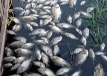 Ribuan Ikan Mati di Dalam Tambak Tercemar Limbah B3 TPA Marelan 
