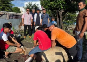 Idul Adha 1447 H,  PWPM Sembelih Dua Sapi Kurban Bantuan Wali Kota Medan Rico Waas