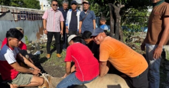 Idul Adha 1447 H,  PWPM Sembelih Dua Sapi Kurban Bantuan Wali Kota Medan Rico Waas