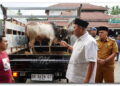 Bupati Syah Afandin dan Wabup Tiorita Berbagi Hewan Qurban untuk Warga Besilam