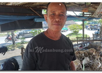 Menjelang Idul Adha 1447 H Pedagang Hewan Kurban Sepi Pembeli di Belawan