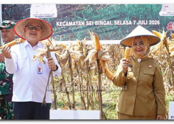 Plt. Bupati Tiorita Pimpin Panen Raya Jagung, Perkuat Swasembada Pangan di Langkat