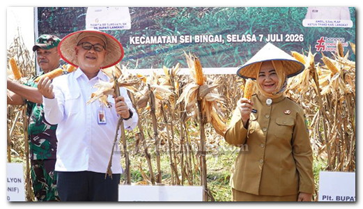 Plt. Bupati Tiorita Pimpin Panen Raya Jagung, Perkuat Swasembada Pangan di Langkat